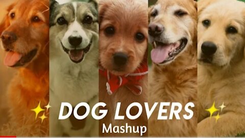 dog lovers mashup dog is everything funny videos