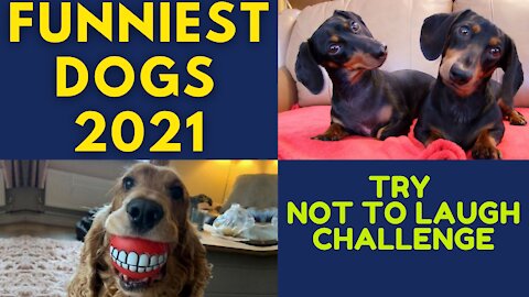 BEST OF FUNNY DOGS compilation - WATCH AT YOUR OWN RISK!!