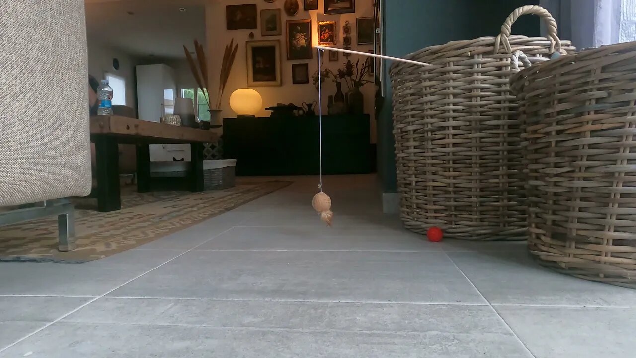 6 weeks old kittens Pixel & Cookie (brothers) playing with their new toys.