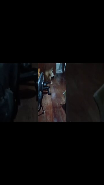 #dogshow , #animals , #dogs , #shorts