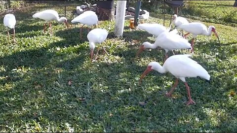 Florida Bird Feeder Live Camera HD Bottom