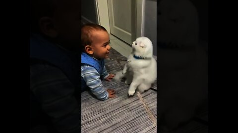 Funny baby and cat