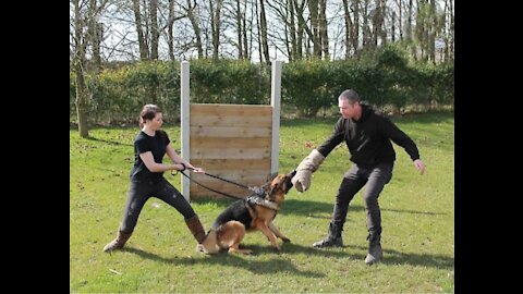 Guard Dog Training Step by Step!