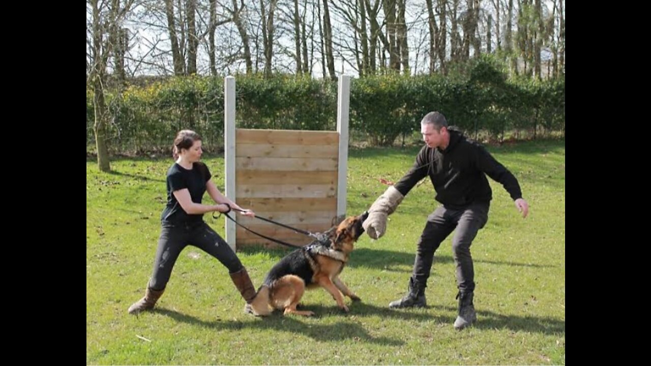 Guard Dog Training Step by Step!