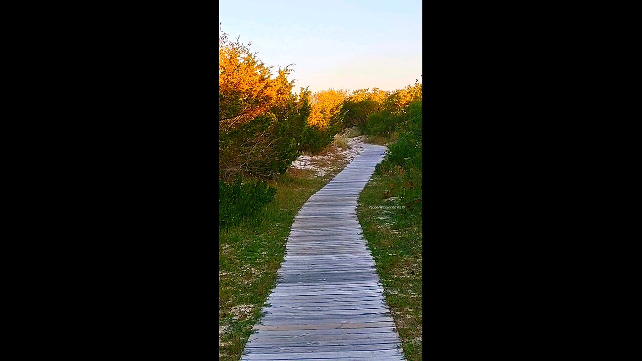 Scenic Nature trail 🍄 🍄‍🟫 🌿 🍃