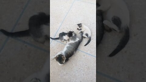 sigma animal welfare, funny kitten play with mother tail !!!