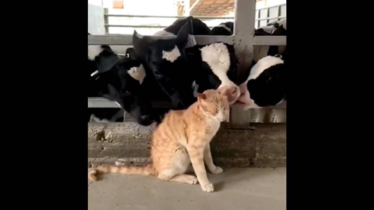 This is cat is so happiest with so much cows around him