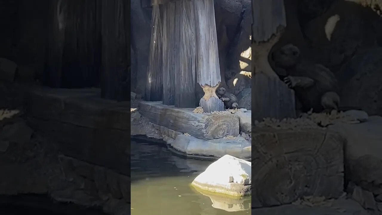 Busy little beaver on the Rivers of America! #disneyland #frontierland