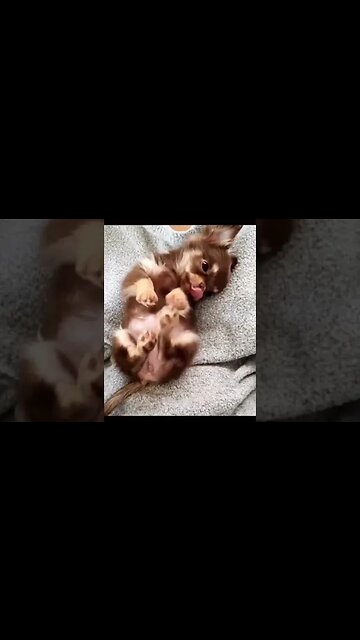 You Won't Believe What This Animal Does - Get Ready to Laugh!