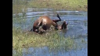 LISTEN! Wild horses splash and roll around in Black Canyon Lake - ABC15 Digital