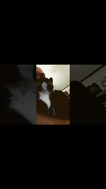 hugging kitty #shortsfeed #shortsvideo #kitty #cat #youtubeshorts #cutecat #cutekitty #kittycat