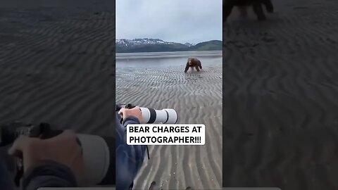 BEAR CHARGES AT PHOTOGRAPHER!!!