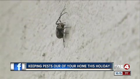 Pests could ruin hol