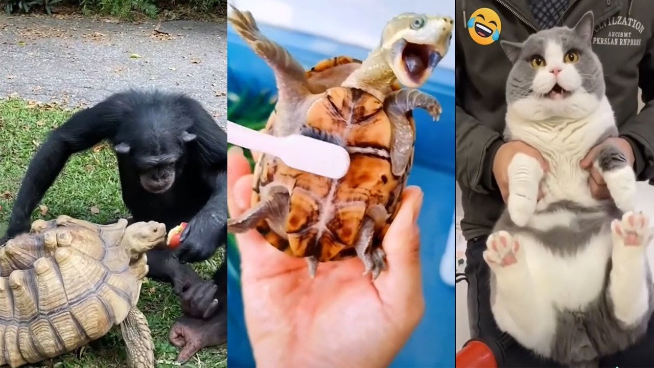 Funny Animal Videos 2024 😂| The best funny pet videos! - PART: 82