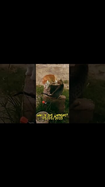 Wiki y sus ¿amigos? (aventuras de un gatito)