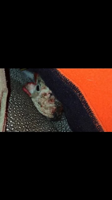 Guinea fowl had toe caught in fencing mesh 😢 hoping toe will be ok