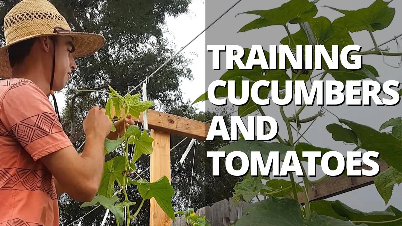 Trellising Cucumbers & Tomatoes on a Lower & Lean Trellis