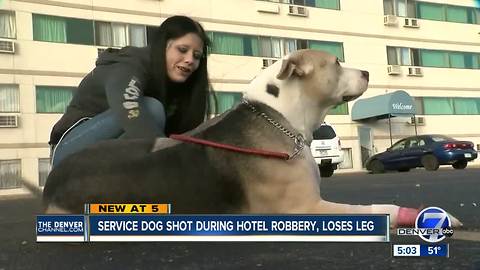 Police seek 2 suspects after service dog shot during hotel robbery in Wheat Ridge