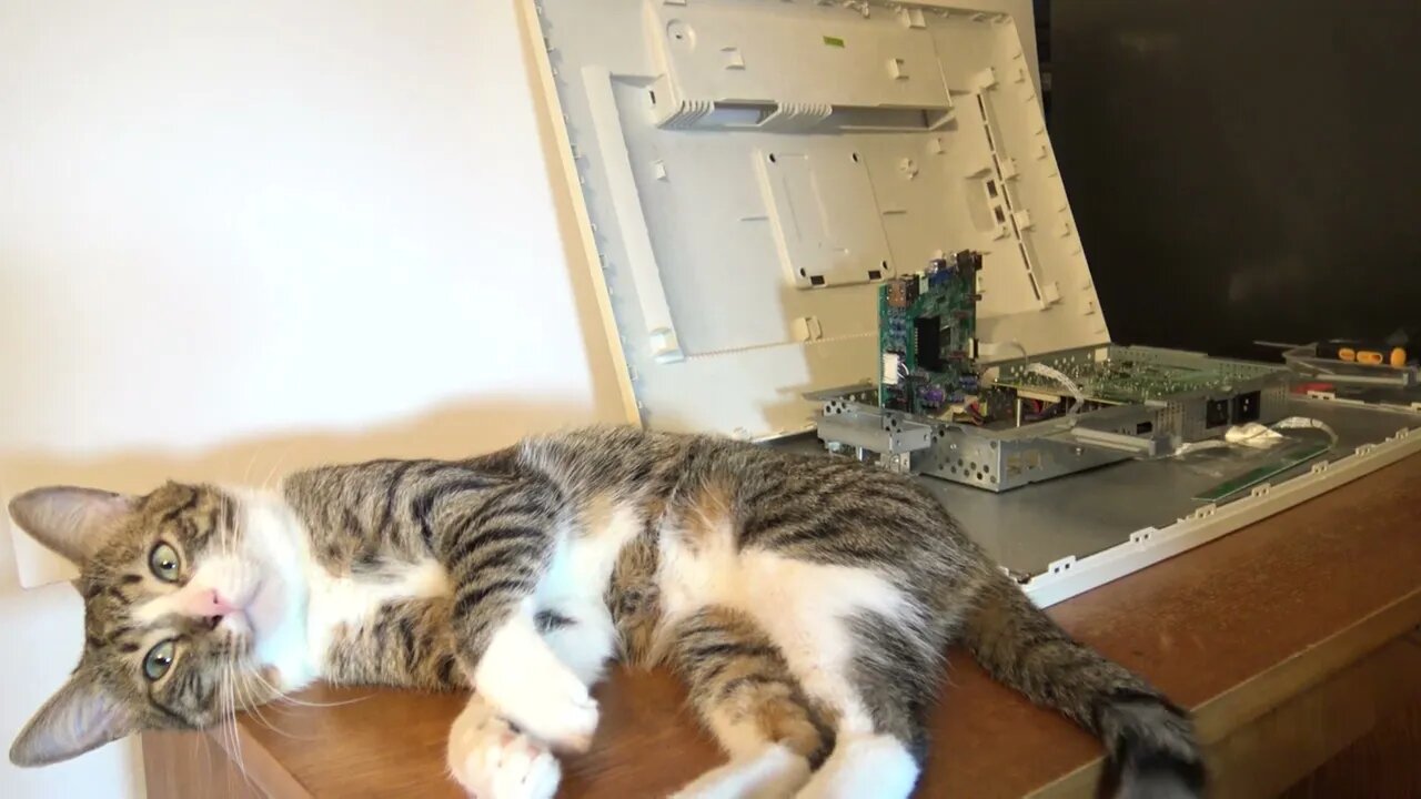 Cat Toe Bean Alarm