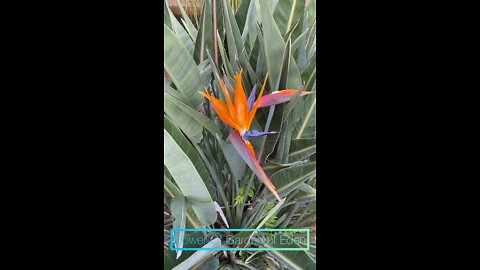 GARDEN OF EDEN FLOWER