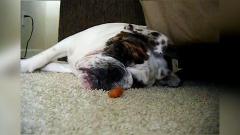 How To Wake A Sleepy Bulldog