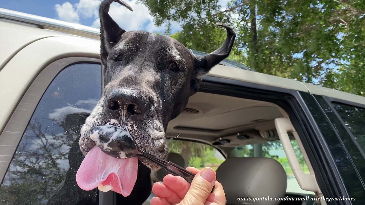 Frosted Black Great Dane Loves Licking Her Wendy's Frosty From A Spoon