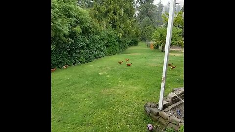 #chickens #layers #homesteading #farm #rain