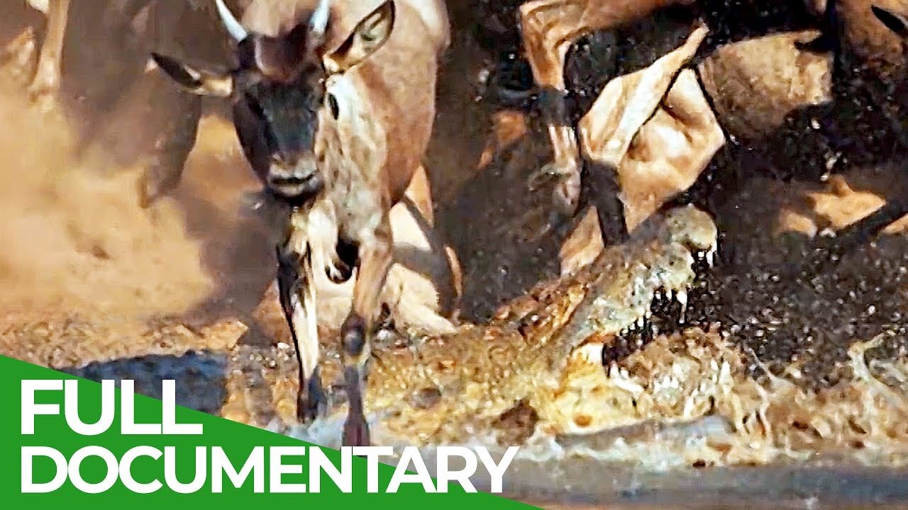 Serengeti: The Adventure | Free Documentary Nature