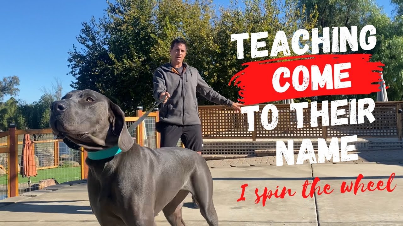 How to train "Coming" just by saying the dog's name.