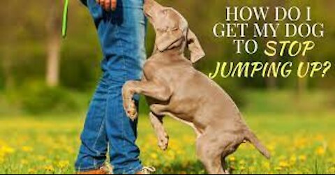 stopping maggie's jumping problem of dogs
