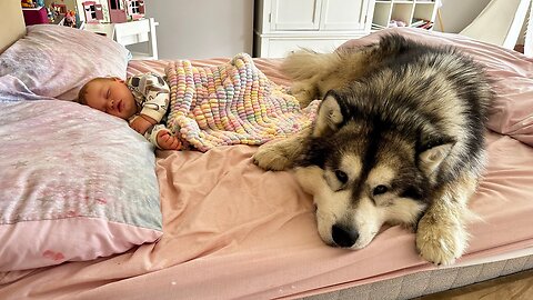 Giant Husky Won't Leave His Baby Brother Alone! (Cutest Ever!!)