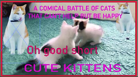 KITTEN BATTLE