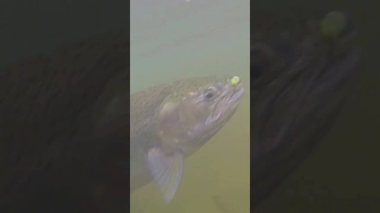 GoPro Captured Epic Underwater Footage Of A Steelhead #shorts