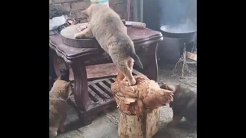 PLAYING CAT VIDEO MEAWWW