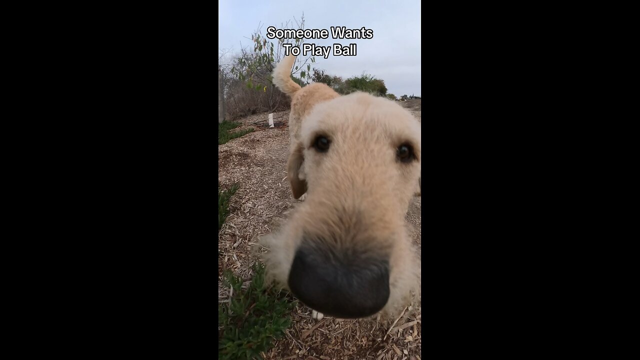 Labradoodle Wants to Play