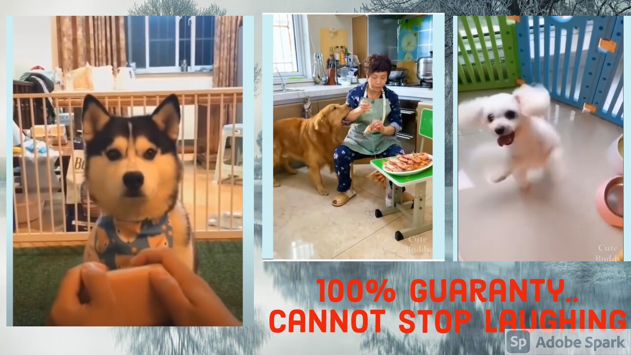 DOGS 🤣 Funny DOG Videos 😂🐶.. You will laugh 100% most funny videos