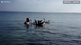 Os melhores amigos deste homem são... Gansos!