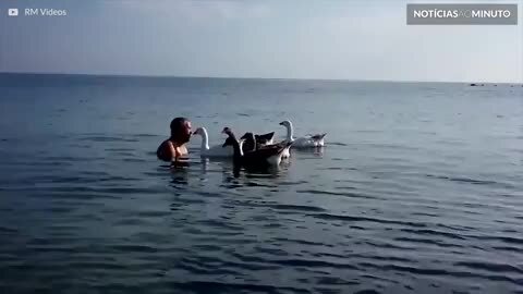 Os melhores amigos deste homem são... Gansos!