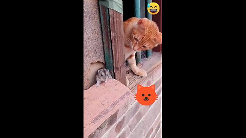 funny cat