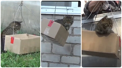 Cat lift