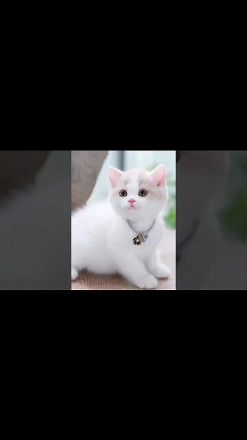 #cutecat #cats #persian #persian #kittens #kittens #leo #cat #cat