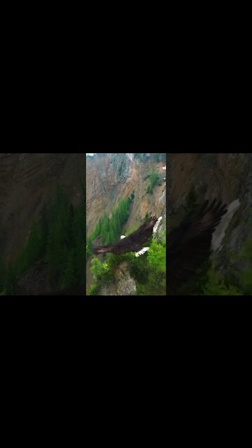 THE EAGLE’S FLIGHT 😍