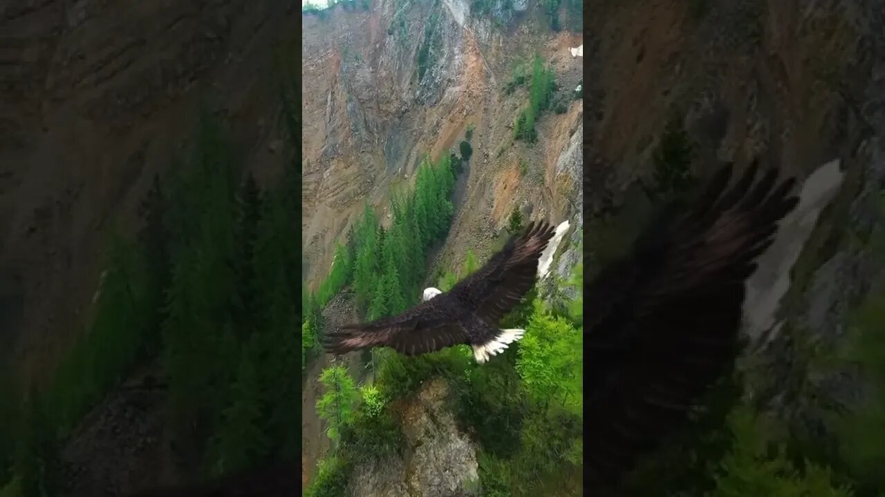 THE EAGLE’S FLIGHT 😍