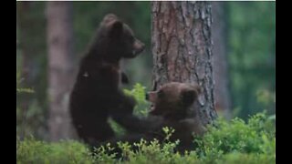 Tellement mignon! Ces adorables oursons jouent à la bagarre