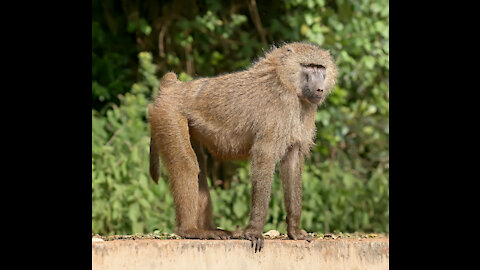 Hungry Monkeys Tried To Stop Cars To Steal Food