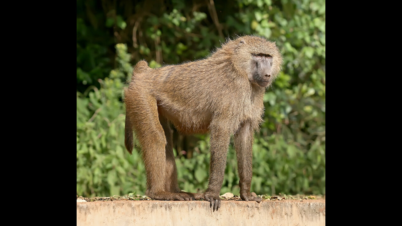 Hungry Monkeys Tried To Stop Cars To Steal Food