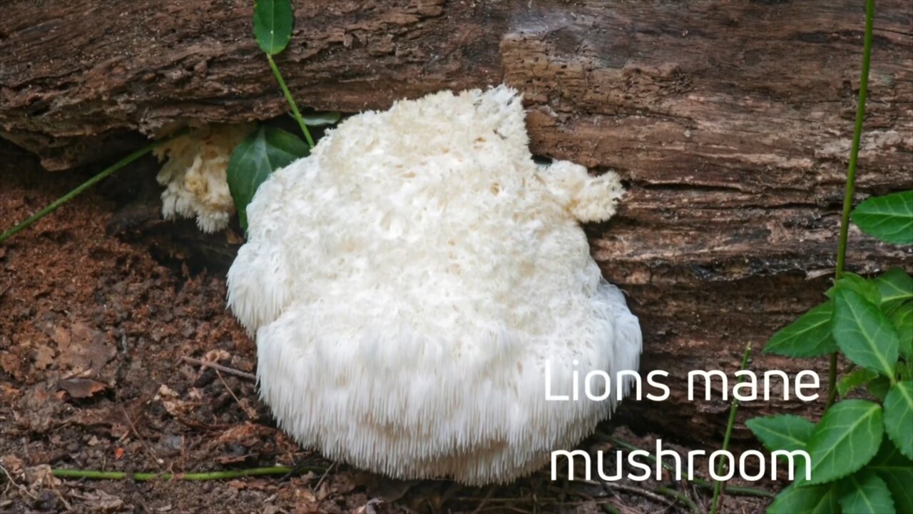 Lions Mane Mushroom and focus