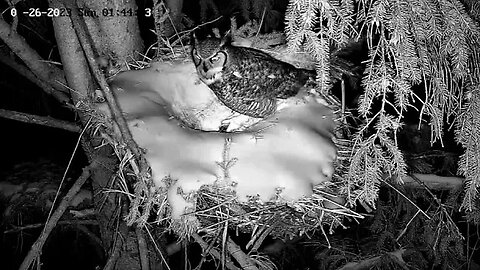 Albert Brings Prey, Mating Off-Cam 🦉 02/26/23 01:43