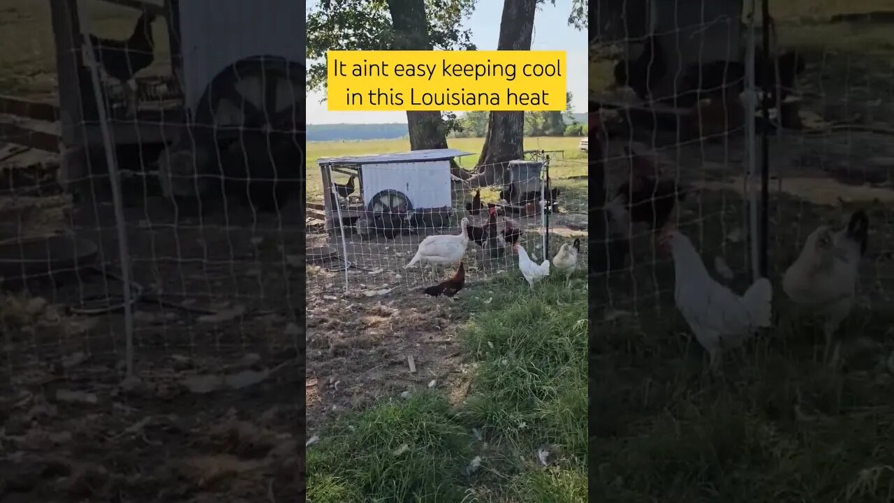 doing what we can #chicken #turkey #duck #video #homestead #shorts #farm #farmlife #itshot