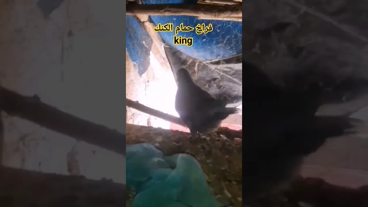 فراخ حمام الكنك king